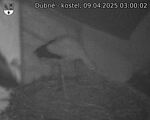 Capi_Dubne_20250409_030002.jpg