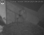 Capi_Dubne_20250409_042503.jpg