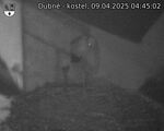 Capi_Dubne_20250409_044503.jpg