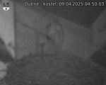 Capi_Dubne_20250409_045003.jpg