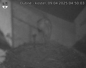 Capi_Dubne_20250409_045003.jpg (1350 x 1080)