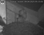 Capi_Dubne_20250409_051502.jpg