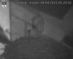 Capi_Dubne_20250409_052002.jpg