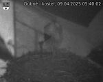 Capi_Dubne_20250409_054002.jpg