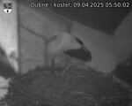 Capi_Dubne_20250409_055002.jpg