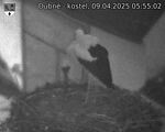 Capi_Dubne_20250409_055502.jpg