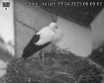 Capi_Dubne_20250409_060002.jpg