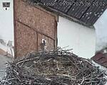 Capi_Dubne_20250409_062002.jpg