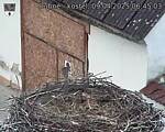 Capi_Dubne_20250409_064503.jpg