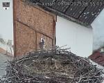 Capi_Dubne_20250409_065503.jpg