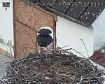 Capi_Dubne_20250409_070503.jpg