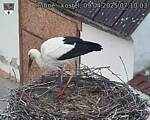 Capi_Dubne_20250409_071003.jpg