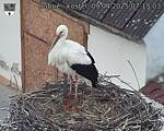 Capi_Dubne_20250409_071503.jpg