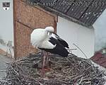 Capi_Dubne_20250409_072003.jpg