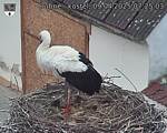 Capi_Dubne_20250409_072503.jpg