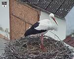 Capi_Dubne_20250409_073003.jpg