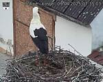 Capi_Dubne_20250409_073503.jpg