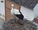Capi_Dubne_20250409_074003.jpg