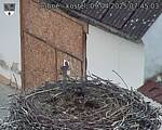Capi_Dubne_20250409_074503.jpg
