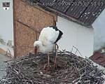 Capi_Dubne_20250409_075003.jpg