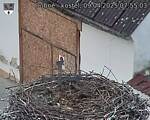 Capi_Dubne_20250409_075503.jpg