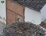 Capi_Dubne_20250409_080003.jpg