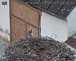 Capi_Dubne_20250409_080502.jpg