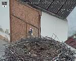 Capi_Dubne_20250409_081003.jpg
