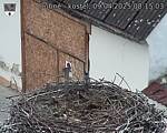 Capi_Dubne_20250409_081503.jpg