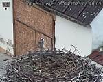 Capi_Dubne_20250409_082003.jpg