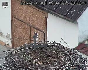Capi_Dubne_20250409_082003.jpg (1350 x 1080)