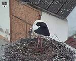 Capi_Dubne_20250409_084503.jpg
