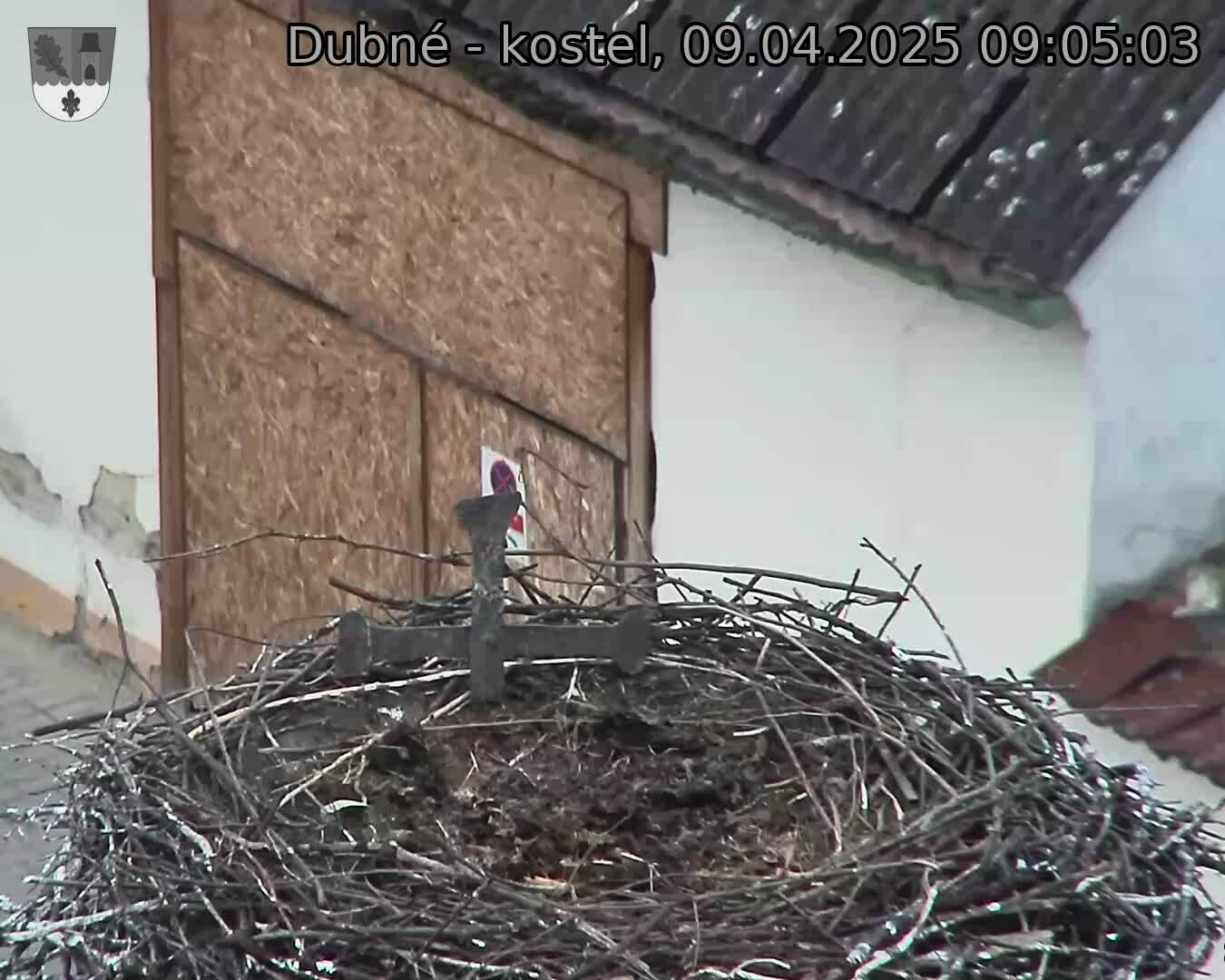 Capi_Dubne_20250409_090503.jpg (1350 x 1080)