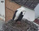 Capi_Dubne_20250409_092503.jpg