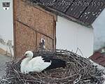 Capi_Dubne_20250409_093503.jpg