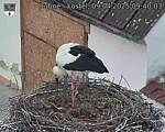Capi_Dubne_20250409_094003.jpg