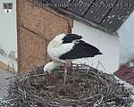 Capi_Dubne_20250409_094503.jpg