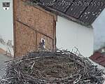 Capi_Dubne_20250409_095503.jpg