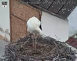 Capi_Dubne_20250409_102503.jpg