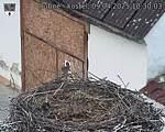 Capi_Dubne_20250409_103003.jpg