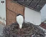 Capi_Dubne_20250409_103503.jpg