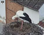 Capi_Dubne_20250409_104003.jpg