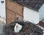 Capi_Dubne_20250409_104503.jpg