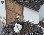Capi_Dubne_20250409_105003.jpg