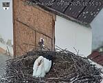 Capi_Dubne_20250409_105503.jpg