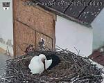 Capi_Dubne_20250409_110003.jpg