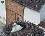 Capi_Dubne_20250409_110503.jpg