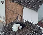 Capi_Dubne_20250409_111003.jpg