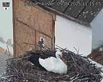 Capi_Dubne_20250409_111505.jpg