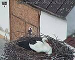Capi_Dubne_20250409_112002.jpg